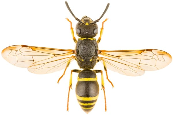 An image of a potter wasp, a tiny, black insect with some small yellow stripes, plant antennae, yellow legs, and yellow/orange wings.