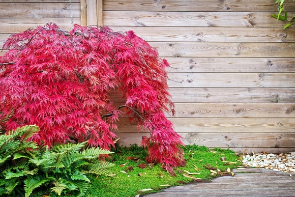 Japanese Maple is a popular tree used by landscape architects