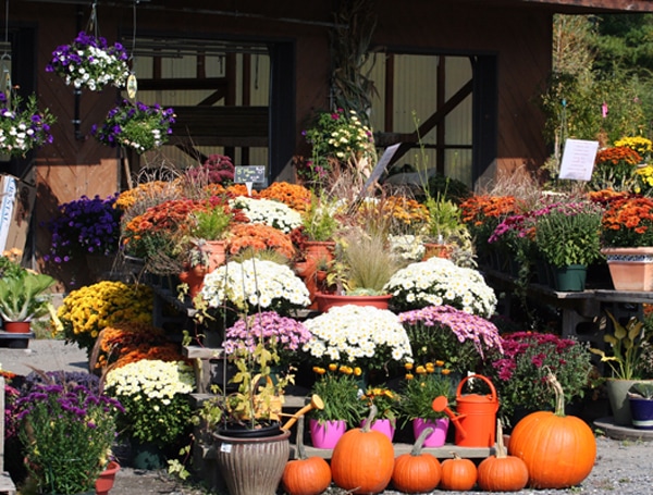 pumpkins and mums for fall landscaping ideas