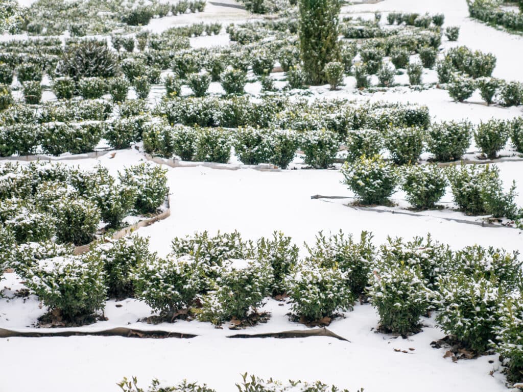 landscaping with evergreens covered in snow