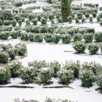landscaping with evergreens covered in snow