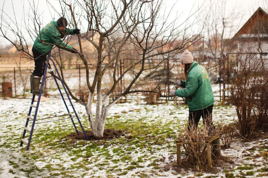 a couple landscape architects trimming a tree in the winter