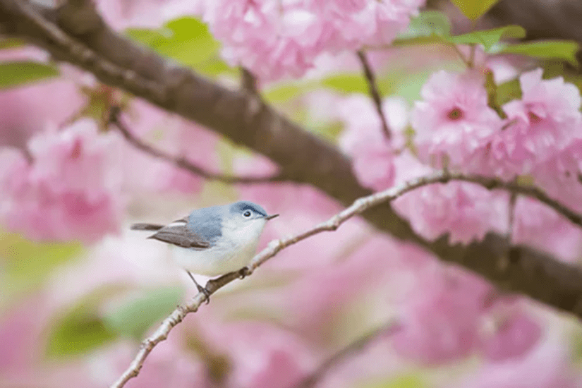 Small bird perched on a branch with pink flowers in background