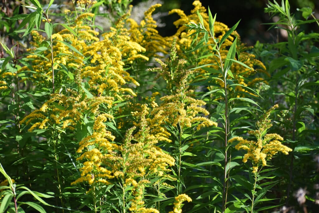 Goldenrod flowers in sunlight
