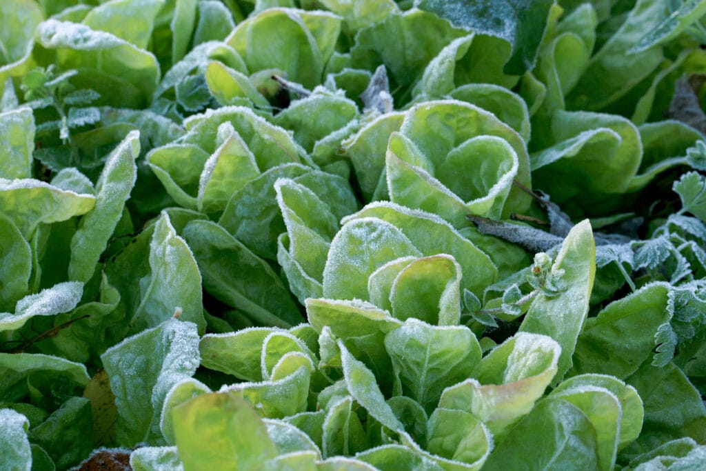 lettuce with light frost, example of winter gardening