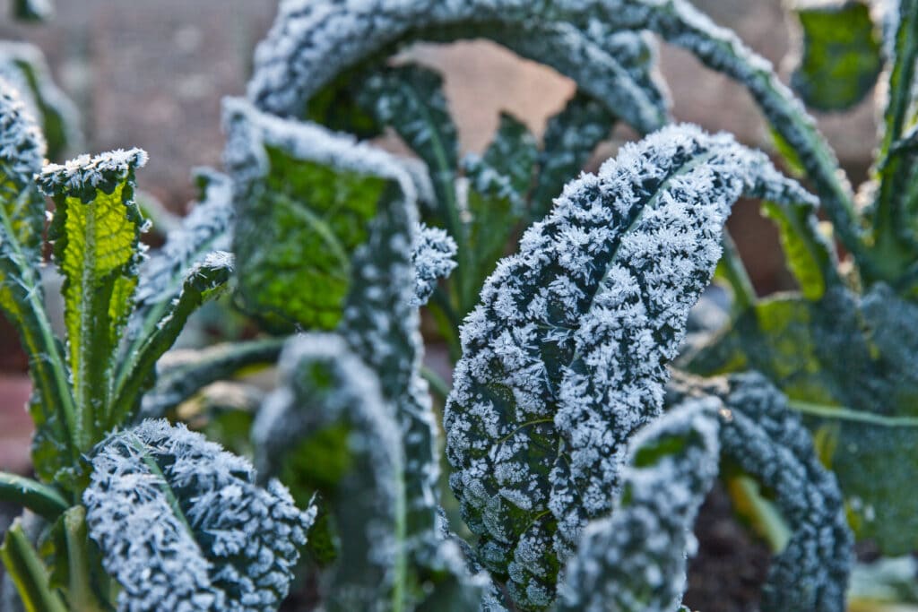 kale with light frost, example of winter gardening