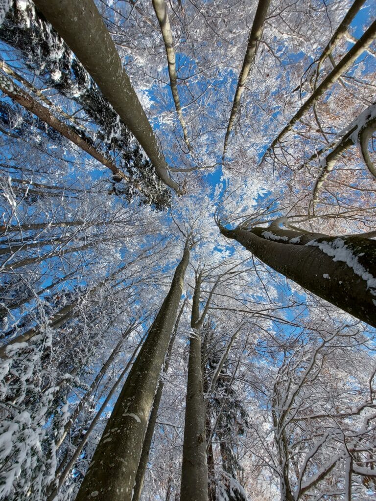 an image of tall trees taken from the base upward, with snow on the branches to portray the importance of winter pruning.