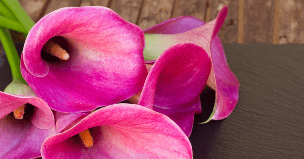 An image of some beautiful pink calla lily flowers to explain what the changes in plant hardiness zones mean to louisville landscapers.