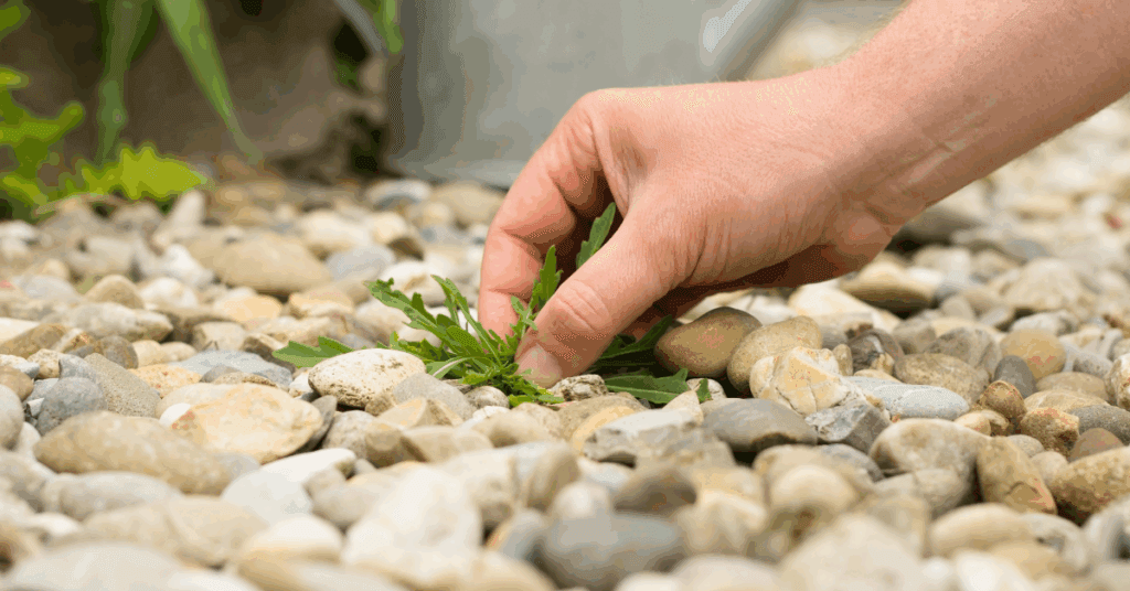A hand pulls on a green weed sprouting from a a bed of landscaping rocks. Keeping weeds out of garden beds requires preparation and constant vigilence.