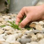 A hand pulls on a green weed sprouting from a a bed of landscaping rocks. Keeping weeds out of garden beds requires preparation and constant vigilence.