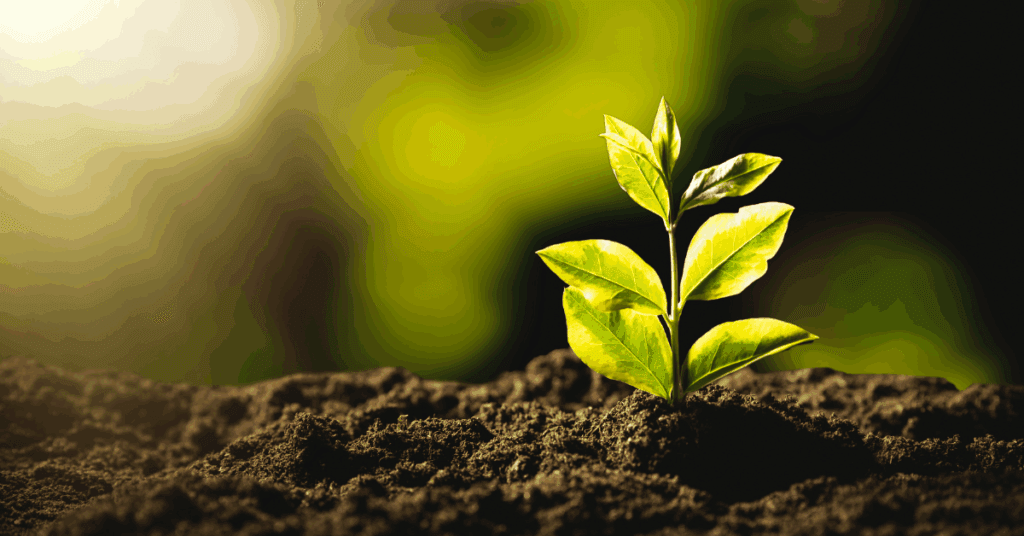 A small green plant with fresh leaves grows from dark soil, illuminated by soft sunlight from the left, against a blurred, nature-inspired background, to portray sustainable landscaping.