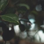 Close-up of a cluster of holiday landscaping of bright red berries on a holly branch with dark green, spiky leaves, perfect for adding festive color to your holiday landscaping, set against a blurred, natural background.