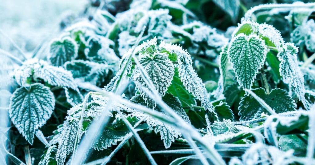 Close-up of green leaves and grass covered with a layer of white frost, creating a wintry scene. The frost highlights the edges and textures of the leaves, giving them a sparkling, icy appearance, portraying what happens if you don't follow "How to protect plants from frost."