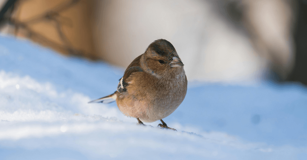 A small bird with brown and olive feathers stands on snow, with a blurred background of soft light and shadows in a wildlife-friendly winter landscape.
