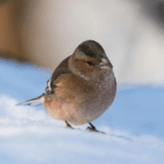 A small bird with brown and olive feathers stands on snow, with a blurred background of soft light and shadows in a wildlife-friendly winter landscape.