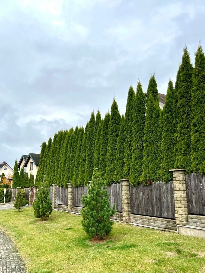A row of tall, dense evergreen trees lines a wooden fence with brick pillars in front of suburban houses—an inspiring scene for those interested in landscaping careers, with neatly trimmed grass and young pine trees under a cloudy sky.