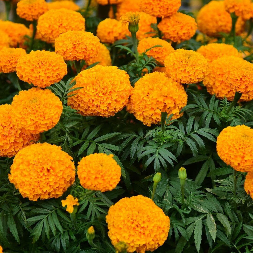 A cluster of vibrant orange marigold flowers with lush green leaves fills the image, showcasing their round, textured blooms in full blossom—perfect inspiration for those interested in landscaping careers.