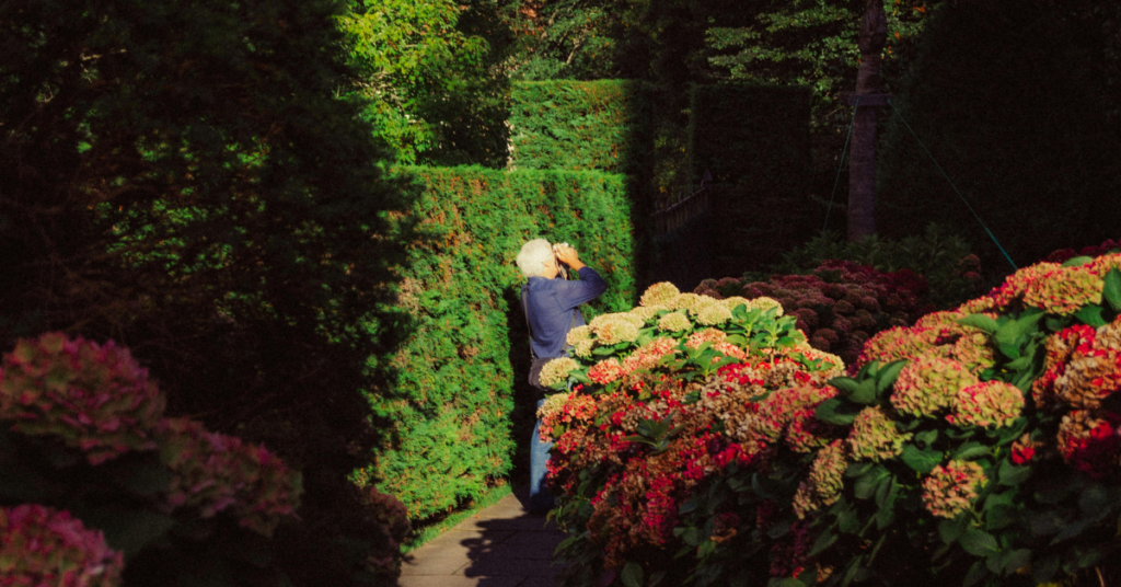 An older person with white hair, wearing a blue jacket, stands on a garden path taking a photo among green hedges and blooming hydrangeas in sunlight after they followed Walnut Ridge's backyard privacy ideas.