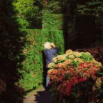 An older person with white hair, wearing a blue jacket, stands on a garden path taking a photo among green hedges and blooming hydrangeas in sunlight after they followed Walnut Ridge's backyard privacy ideas.
