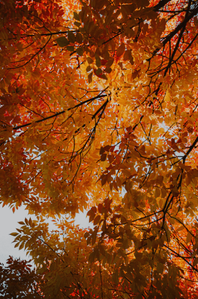 Tree branches with vibrant autumn leaves in shades of orange, yellow, and red, seen from below against a lightly clouded sky.