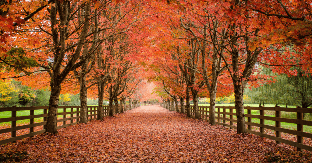 A tree-lined pathway covered in fallen orange and red autumn leaves, with wooden fences on both sides and colorful foliage arching overhead.